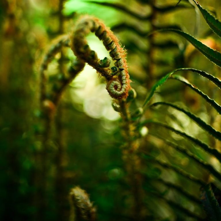 Farntriebe in einem dichten, grünen Wald, sanft geschwungen und mit lebendigen Texturen.